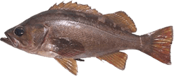 Yellowtail Rockfish