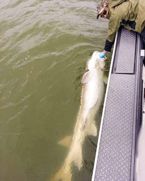 Fishing for big Sturgeon