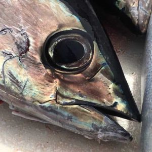 Tuna Fishing Trip for up to six anglers. Boat Rate $3750 this is a 50% deposit. $625 per angler.