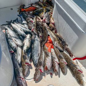 Combo Salmon & Trophy Lingcod Trip $450 per angler this is a 50% deposit.