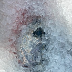 Whole Tuna Deposit $4.50 per pound
